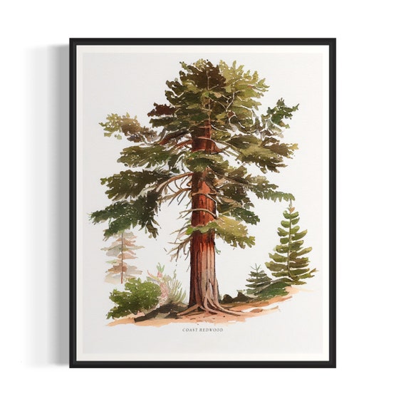 Coast Redwood Tree Art Print Coast Redwood Tree Wall Art Poster
