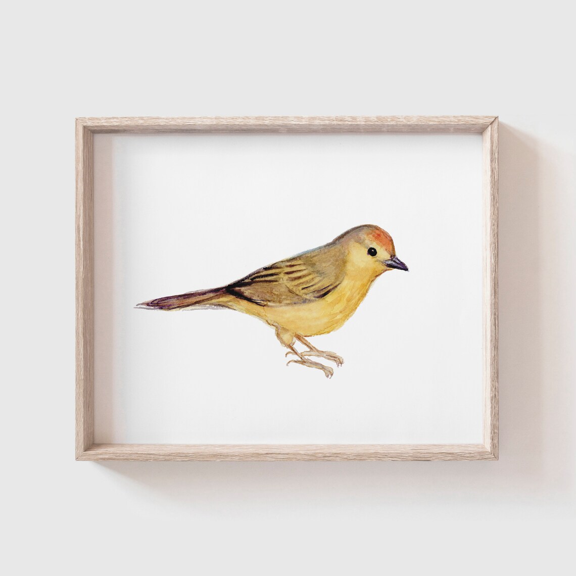 Yellow Warbler Watercolor Art Print, Bird Study