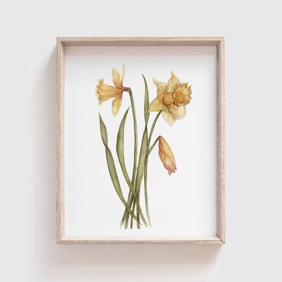 Daffodil Watercolor Flowers Art Print, Home Decor