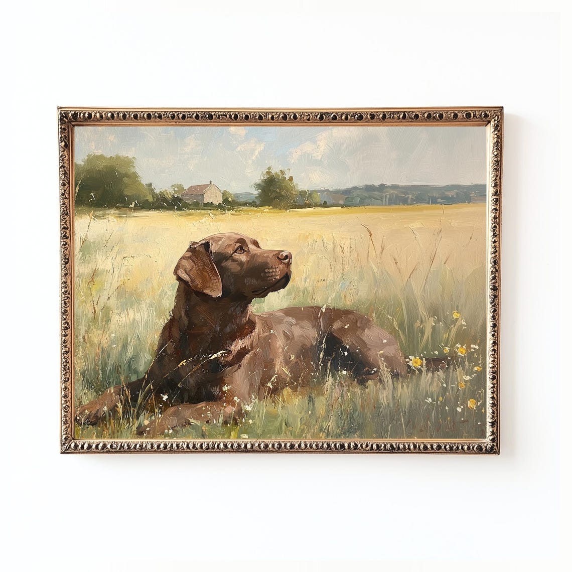Chocolate Labrador Lying in Wheat with Distant Farmhouse Poster