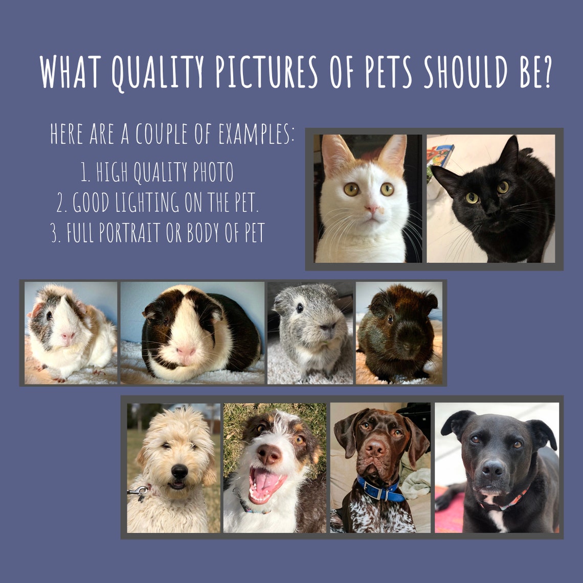 Pet Painting Of 2 Pet Peekaboo Custom Pet Portrait Pet Portrait Custom Dog Portrait Peekaboo Pet Memorial Vector Dog Portrait Cat - Image 2
