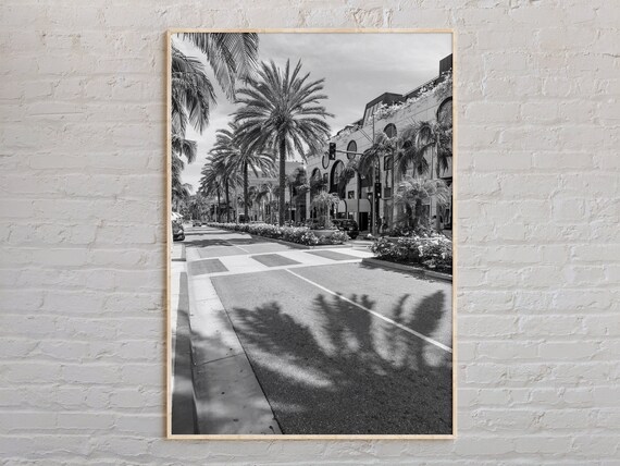 Los Angeles Palm Tree Street Black And White Photography Poster