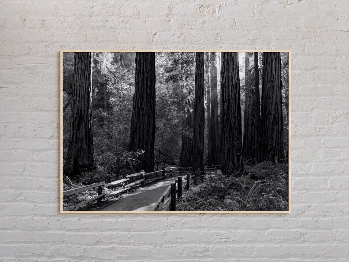 Black And White Muir Woods Redwood Forest Trail Photo Poster