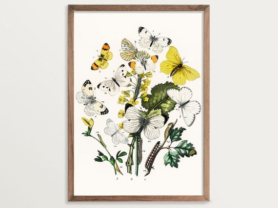 Vintage Butterfly Poster Cottagecore Decor Fairycore Decor