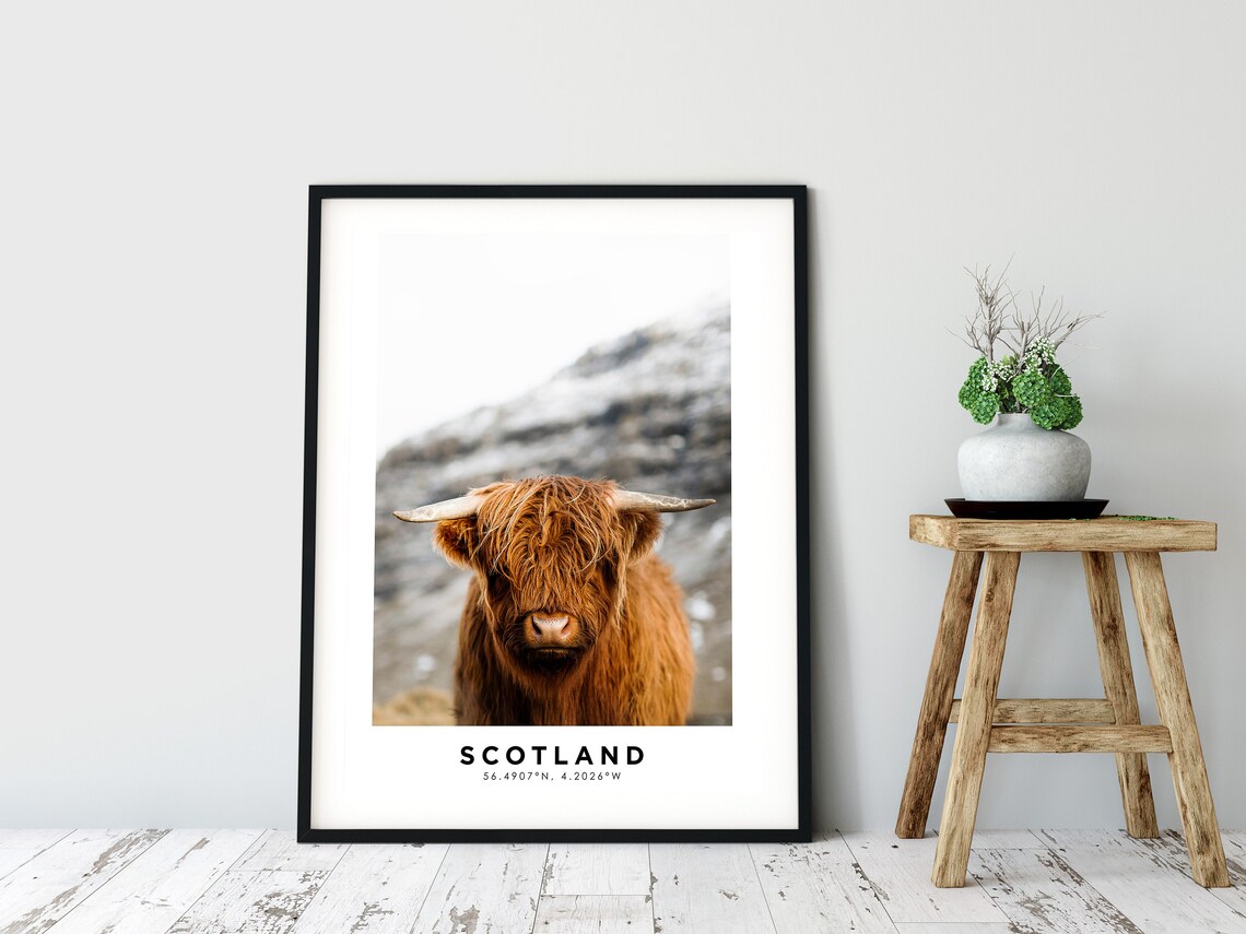 Scotland Highland Cow Cattle Portrait Travel Coordinates Photo Poster