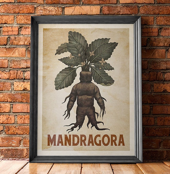 Mandragora Mandrake Vintage Poster, Retro Kitchen Art
