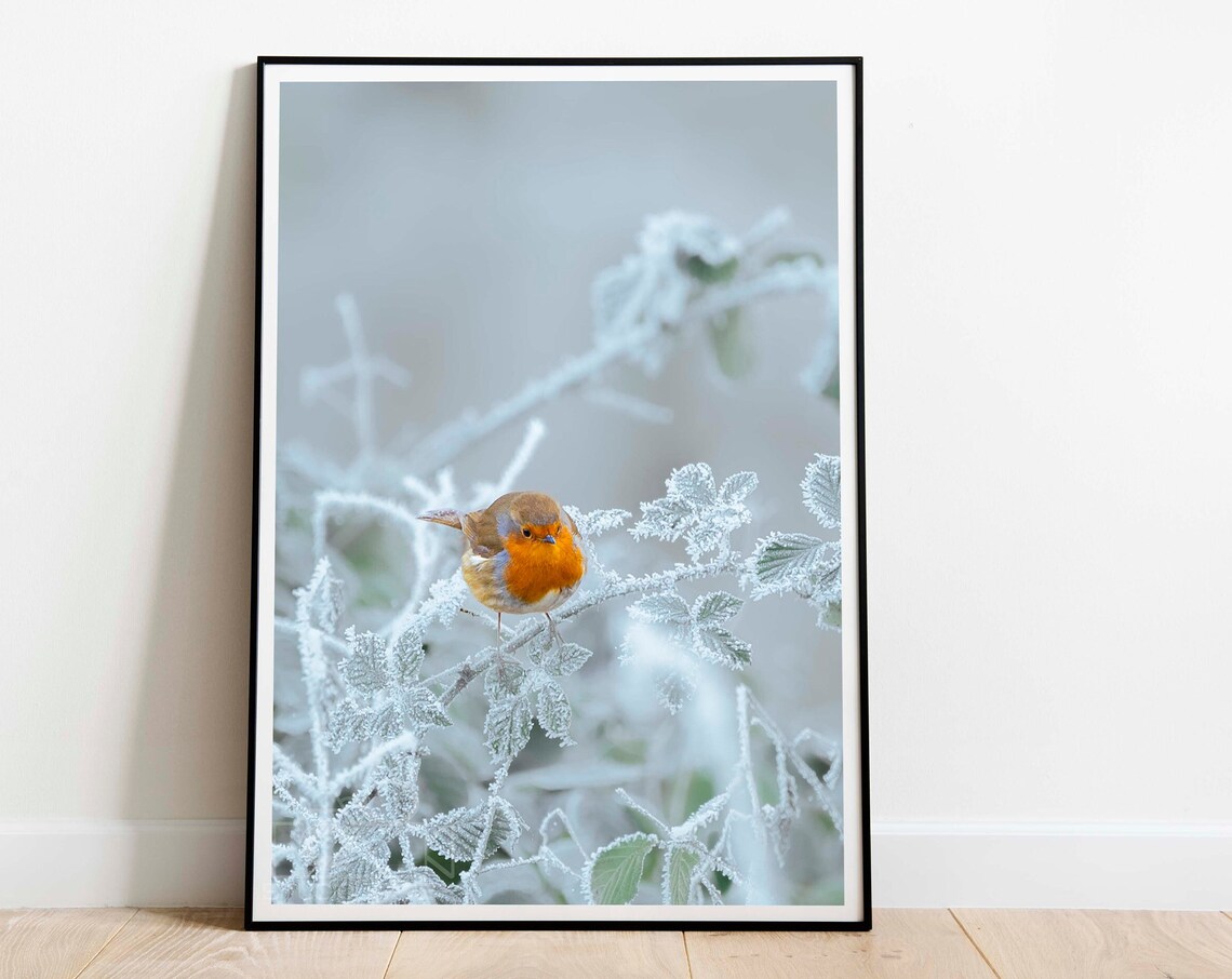European Robin on a Frosty Branch Winter Wildlife Photo Poster