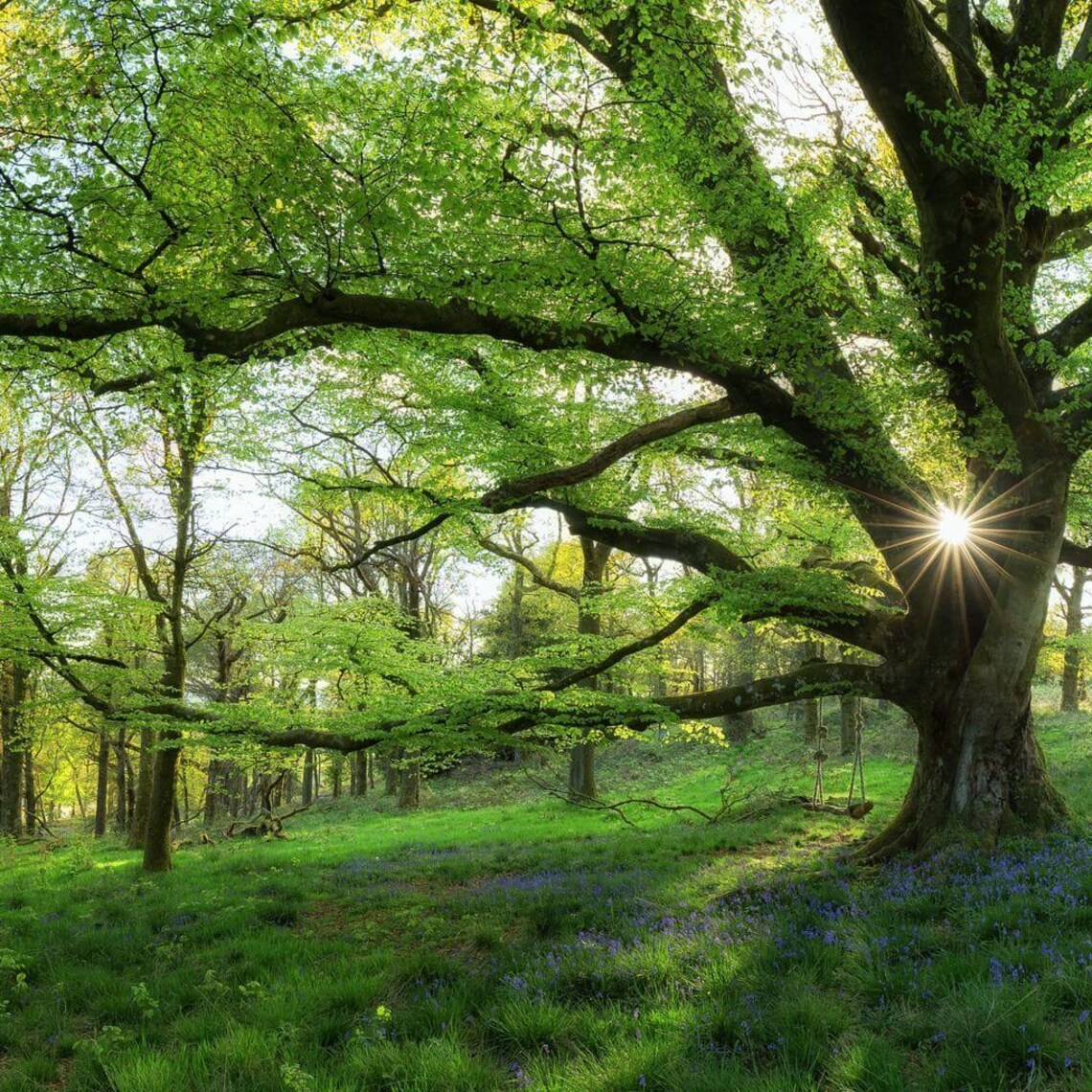 Master Tree - Image 2