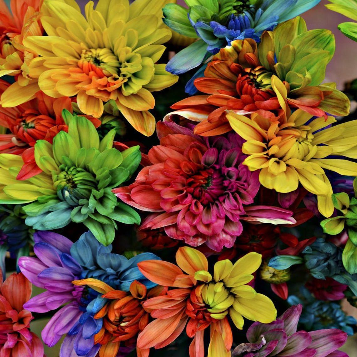 Rainbow Chrysanthemum Blooms Multicolor Flower Photography Art Poster - Image 2