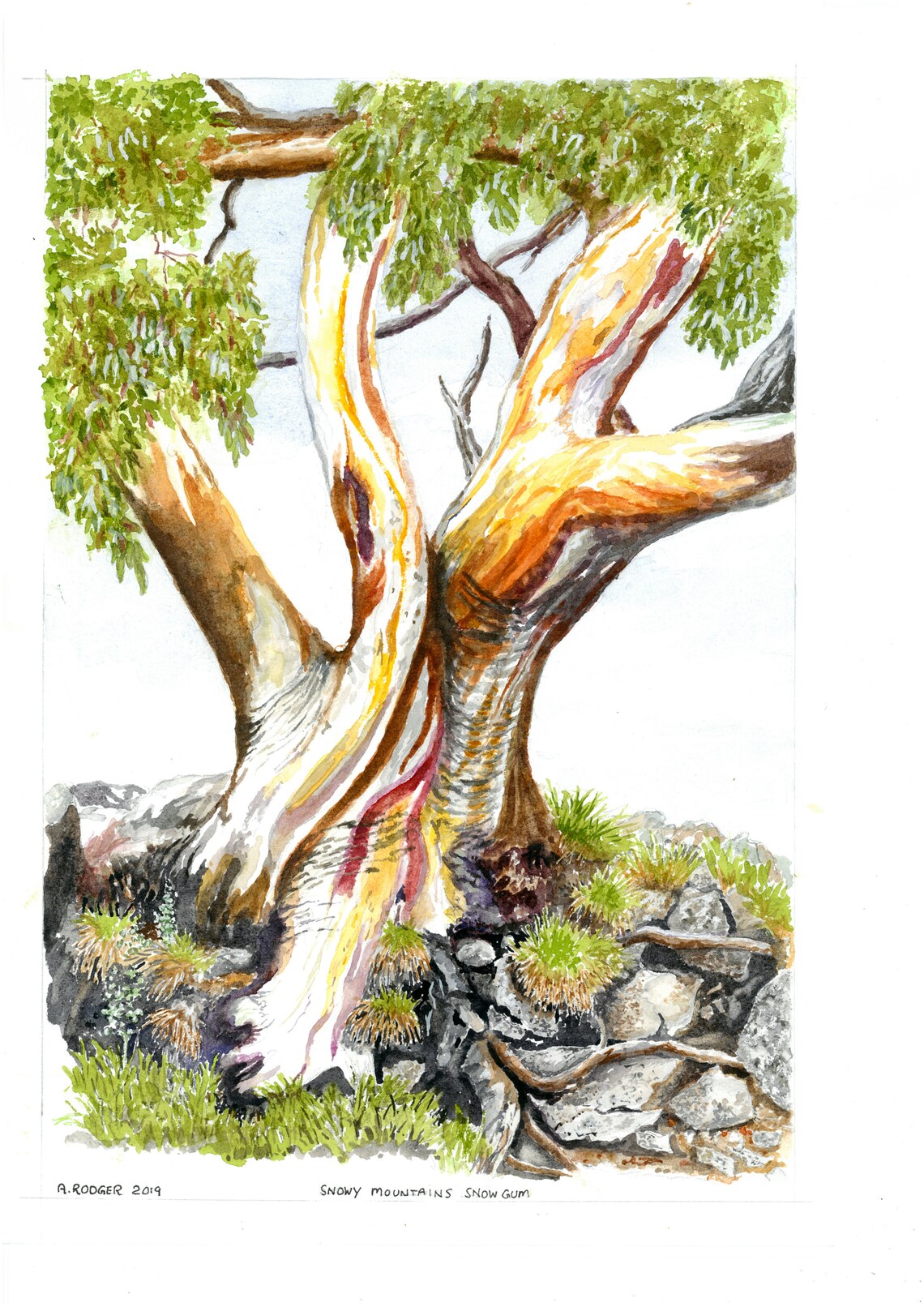 Snowy Mountains Snow Gum Tree Watercolor Australian Landscape Poster