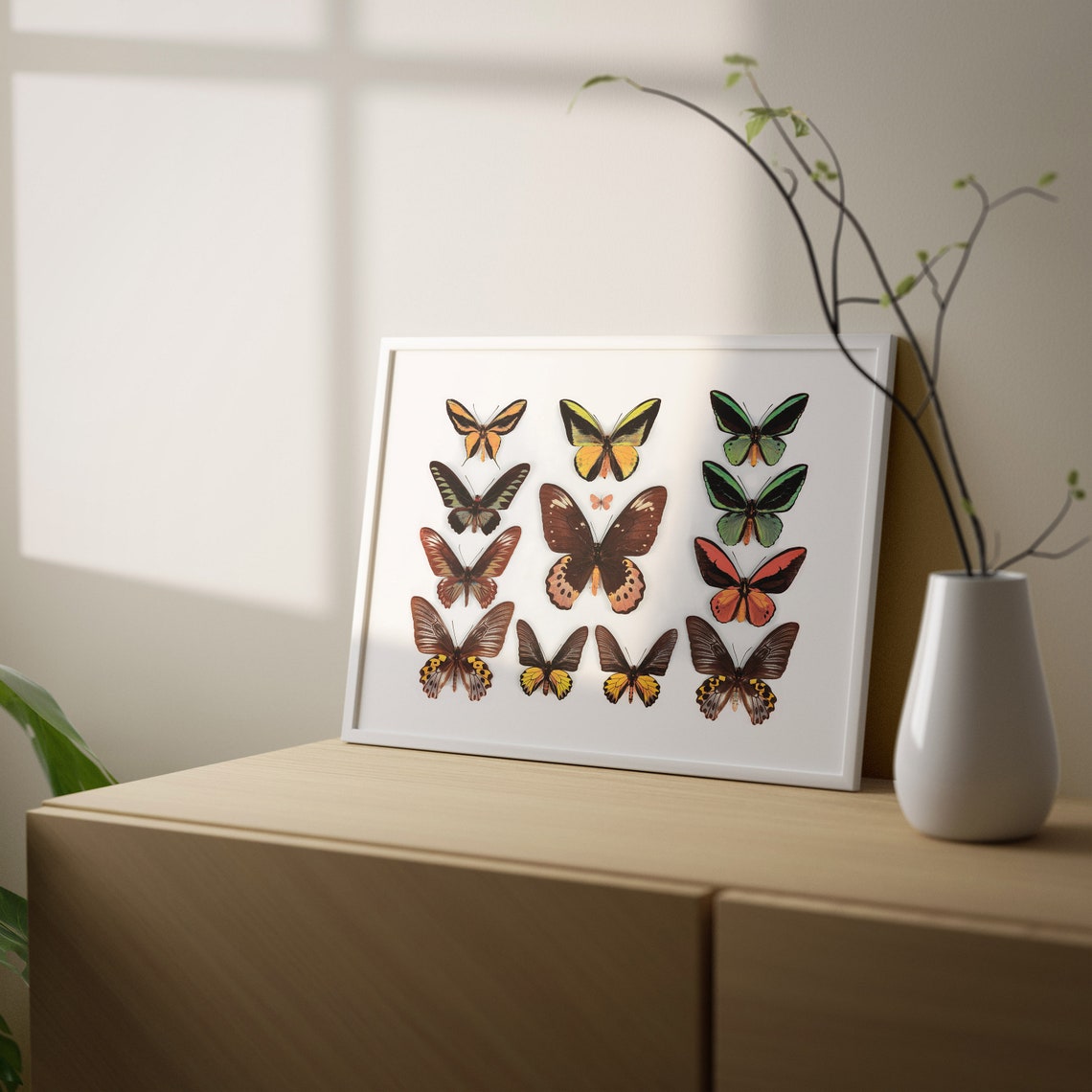 Colorful Butterfly Collection Naturalist Species Chart Art Poster - Image 2
