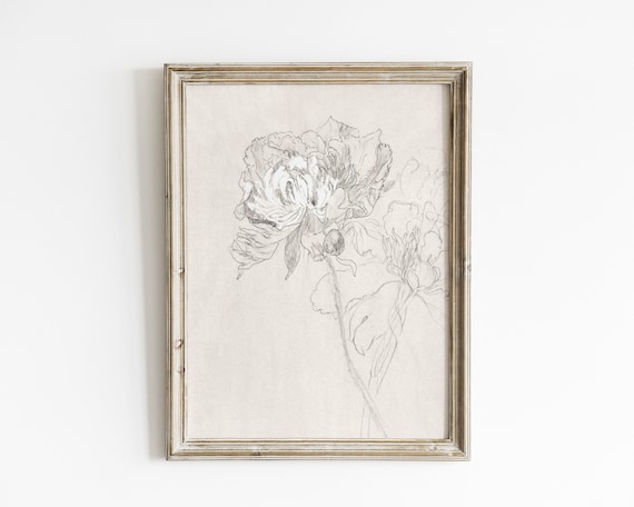 Peony Sketch Vintage Botanical Line Art Print