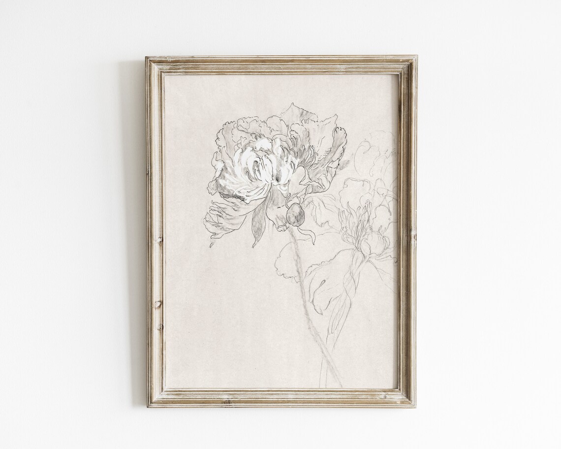 Peony Sketch Vintage Botanical Line Art Print