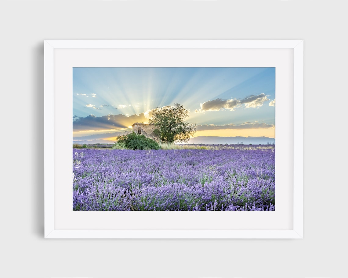 French Country Lavender Field Art Print, Provence
