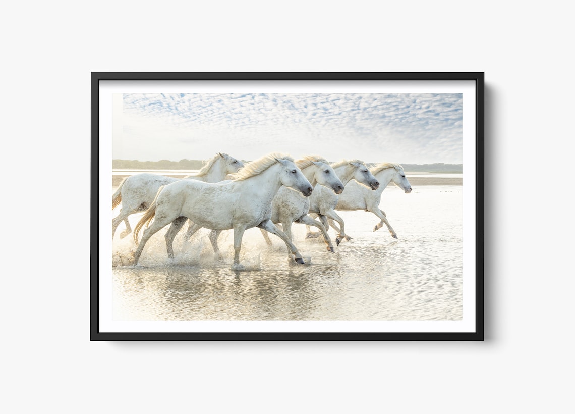 Wild Horse Photography, Camargue Horse Art Print