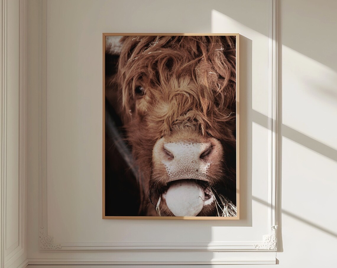 Highland Cow Close Up Funny Face Photography Farmhouse Wall Poster