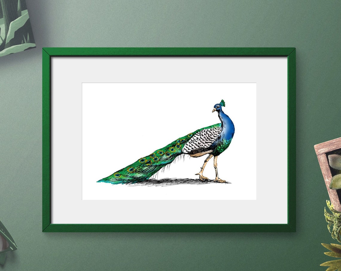 Peacock Standing Full Tail Watercolor Ink Sketch Nature Art Print