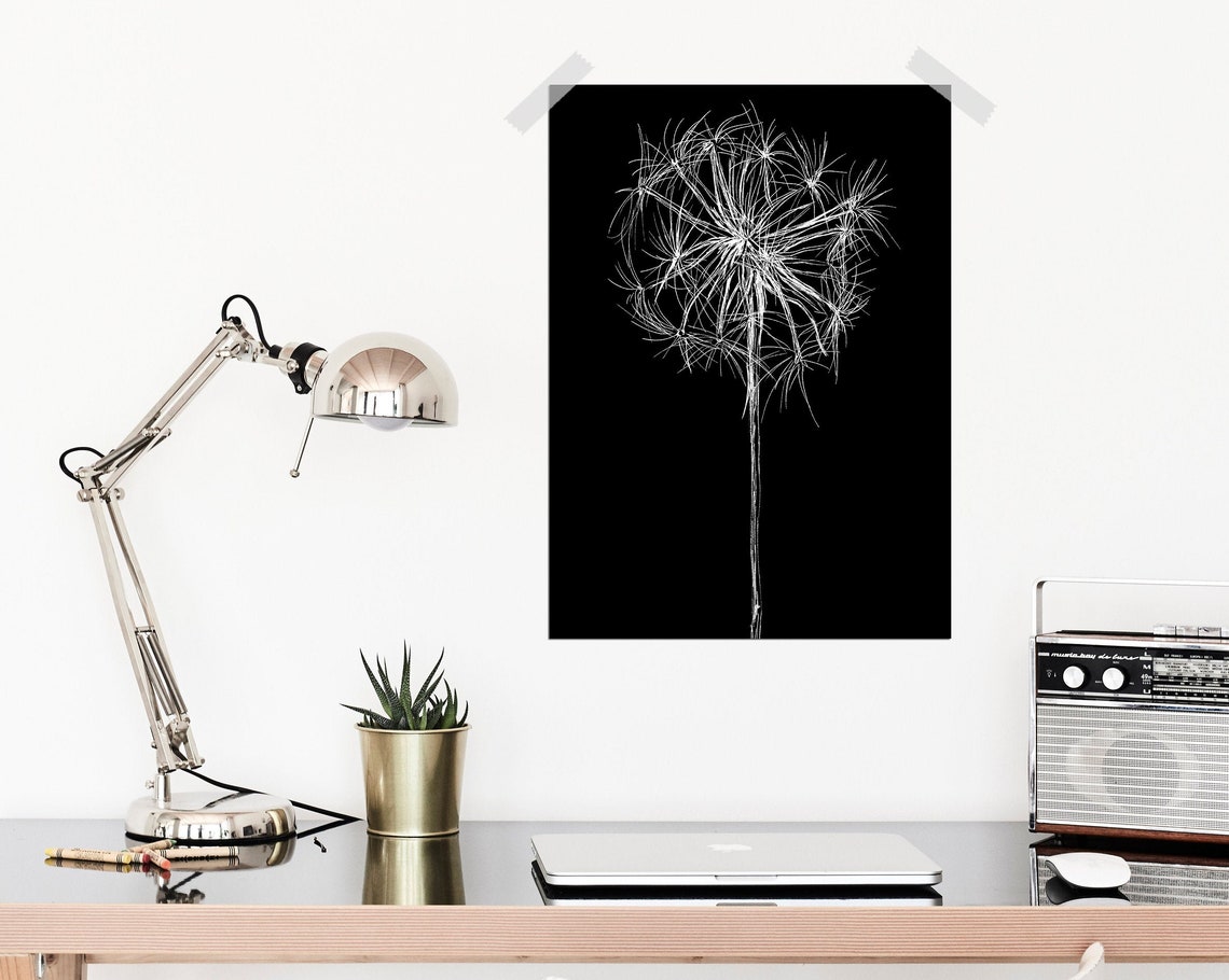White Dandelion Seed Head Black Background Modern Botanical Art Print