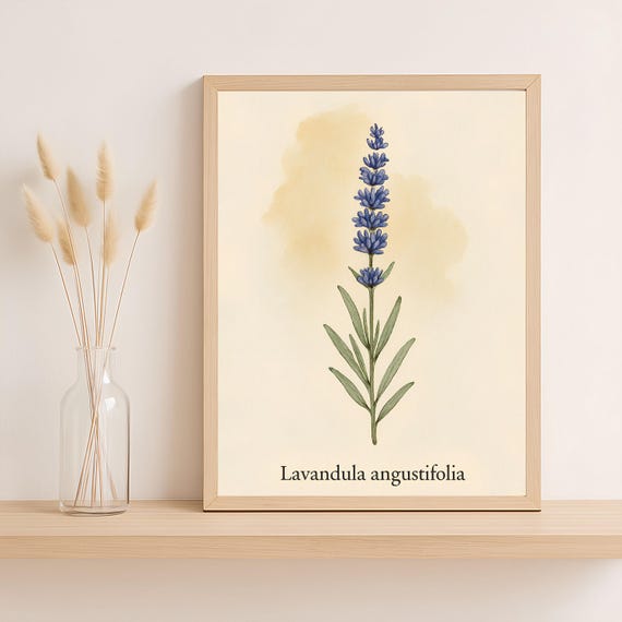 Lavender Botanical Print Vintage Herb Wall Art Lavandula Angustifolia French Farmhouse Kitchen Decor Png