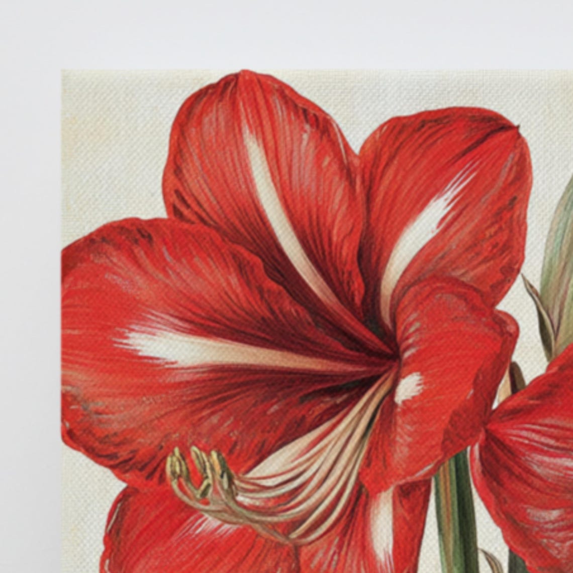 Red Amaryllis Blooms Vintage Cream Background Botanical Art Poster - Image 3