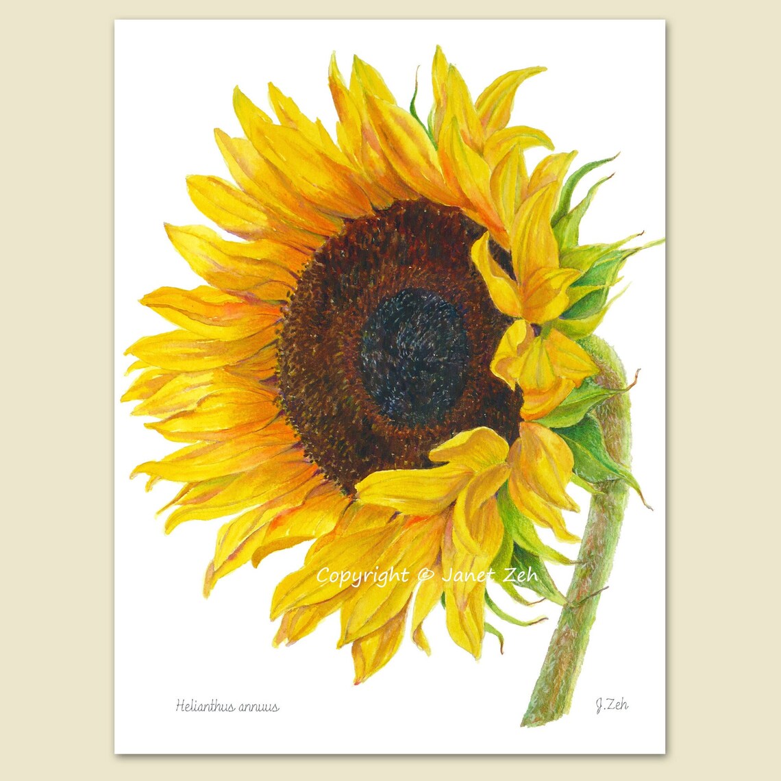 Sunflower Botanical Watercolor Helianthus Annuus Yellow Flower Poster