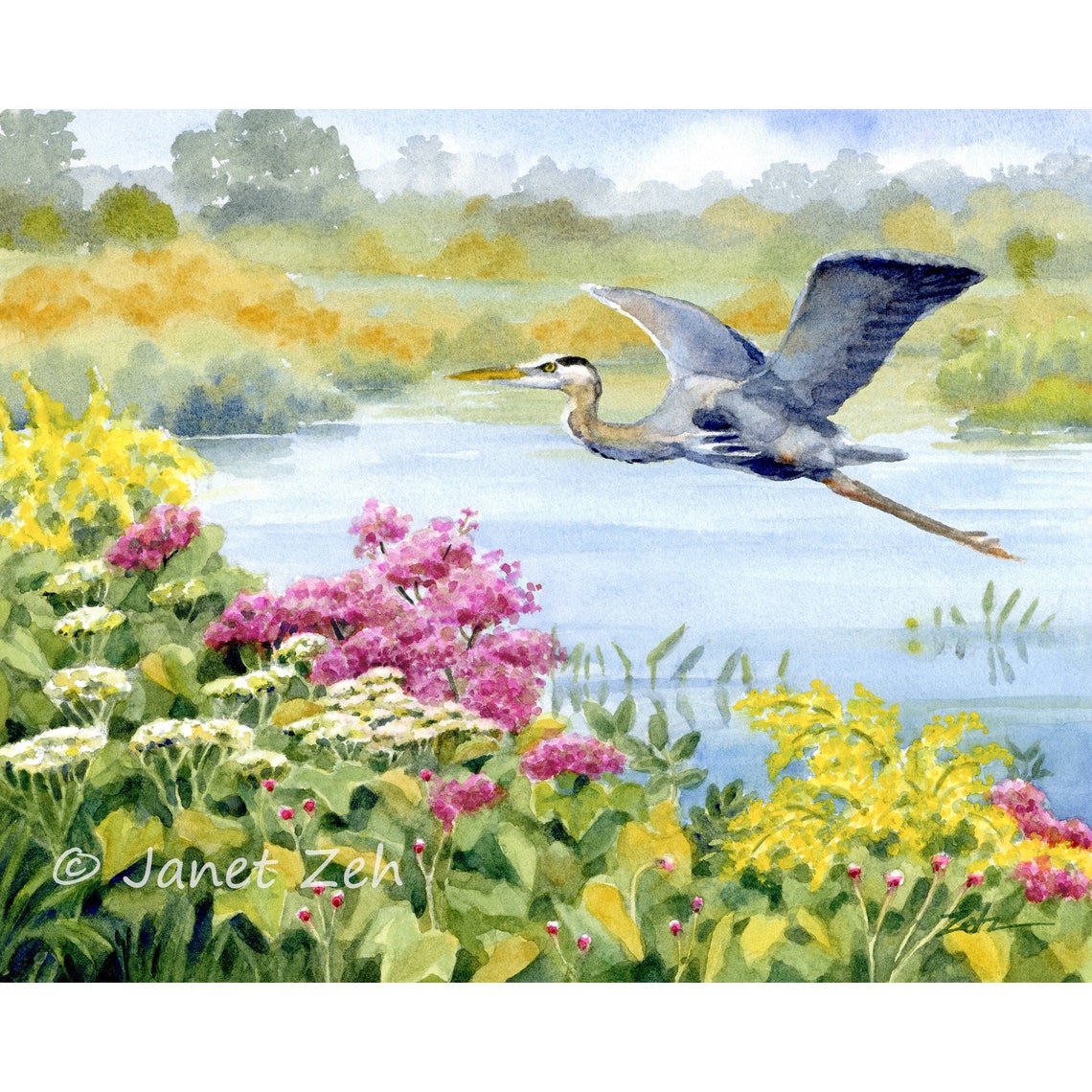 Great Blue Heron Flying Over Wildflower Wetland Watercolor Art Poster
