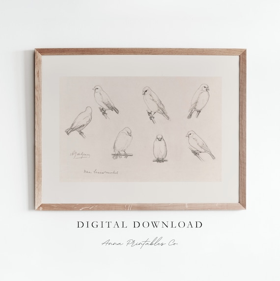 Canaries Antique Bird Sketch, Vintage Art Print