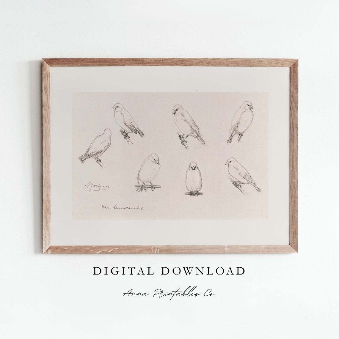 Canaries Antique Bird Sketch, Vintage Art Print