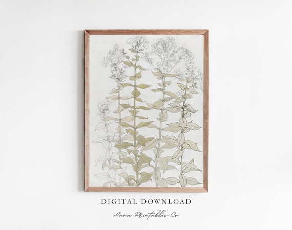 Phlox Sketch Antique Plant Drawing Print For Vintage Minimalist Wall Art Light Neutral Fine Art Print Decor