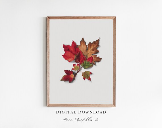 Red Maple Leaves Sprig Botanical Illustration Autumn Fall Poster