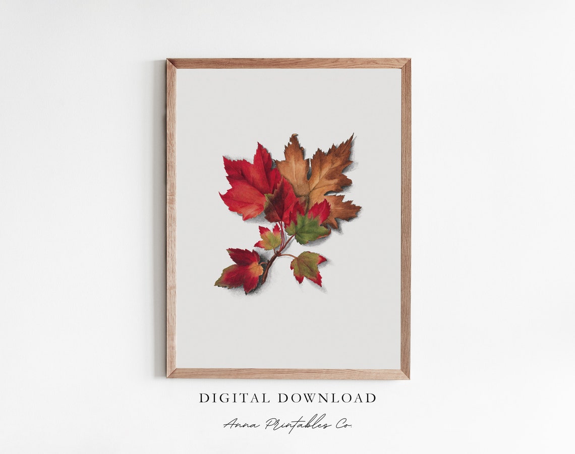 Red Maple Leaves Sprig Botanical Illustration Autumn Fall Poster