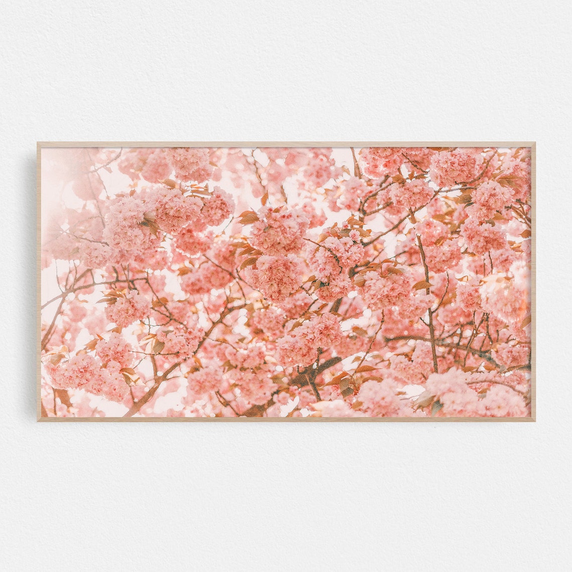 Pink Cherry Blossom Canopy Blooms Soft Spring Flower Photography Print