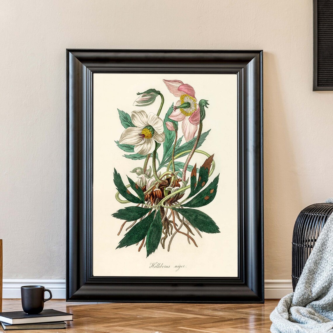 Helleborus Niger Christmas Rose Botanical Flower Engraving Poster - Image 2