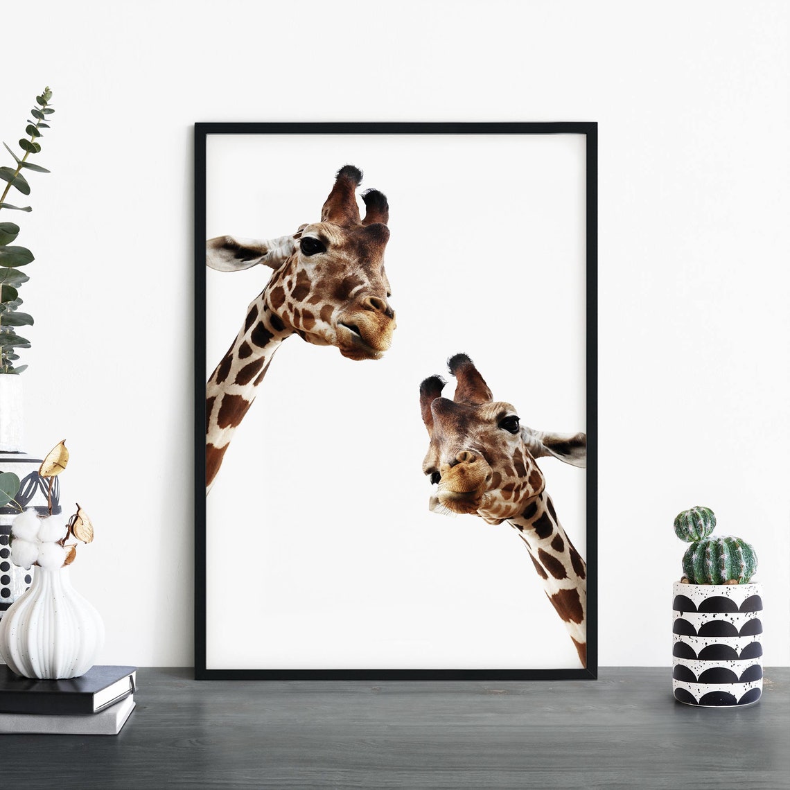 Two Curious Giraffes Closeup White Background Photo Art Poster