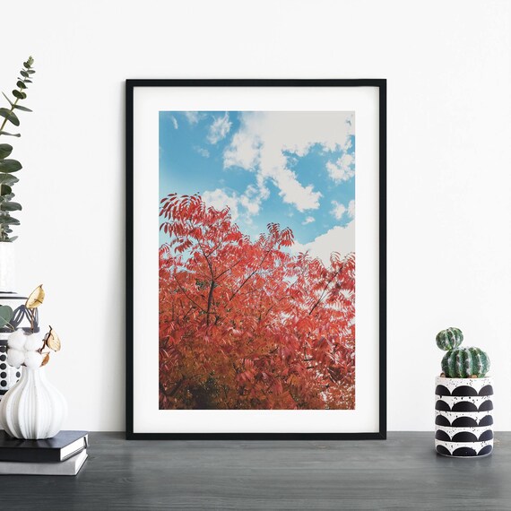 Fiery Red Autumn Leaves Foliage Blue Sky Nature Photo Poster