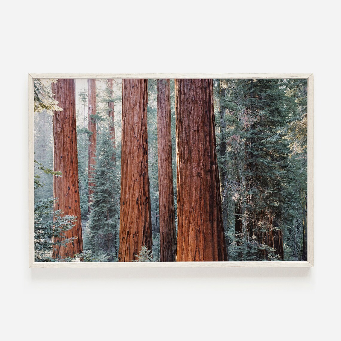 California Redwood Trees Nature Photography Art Print