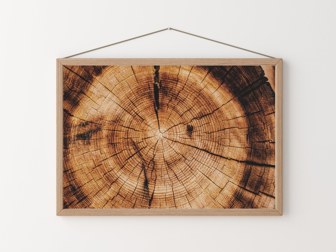 Tree Ring Photo, Rustic Home Decor Art Print - Image 2