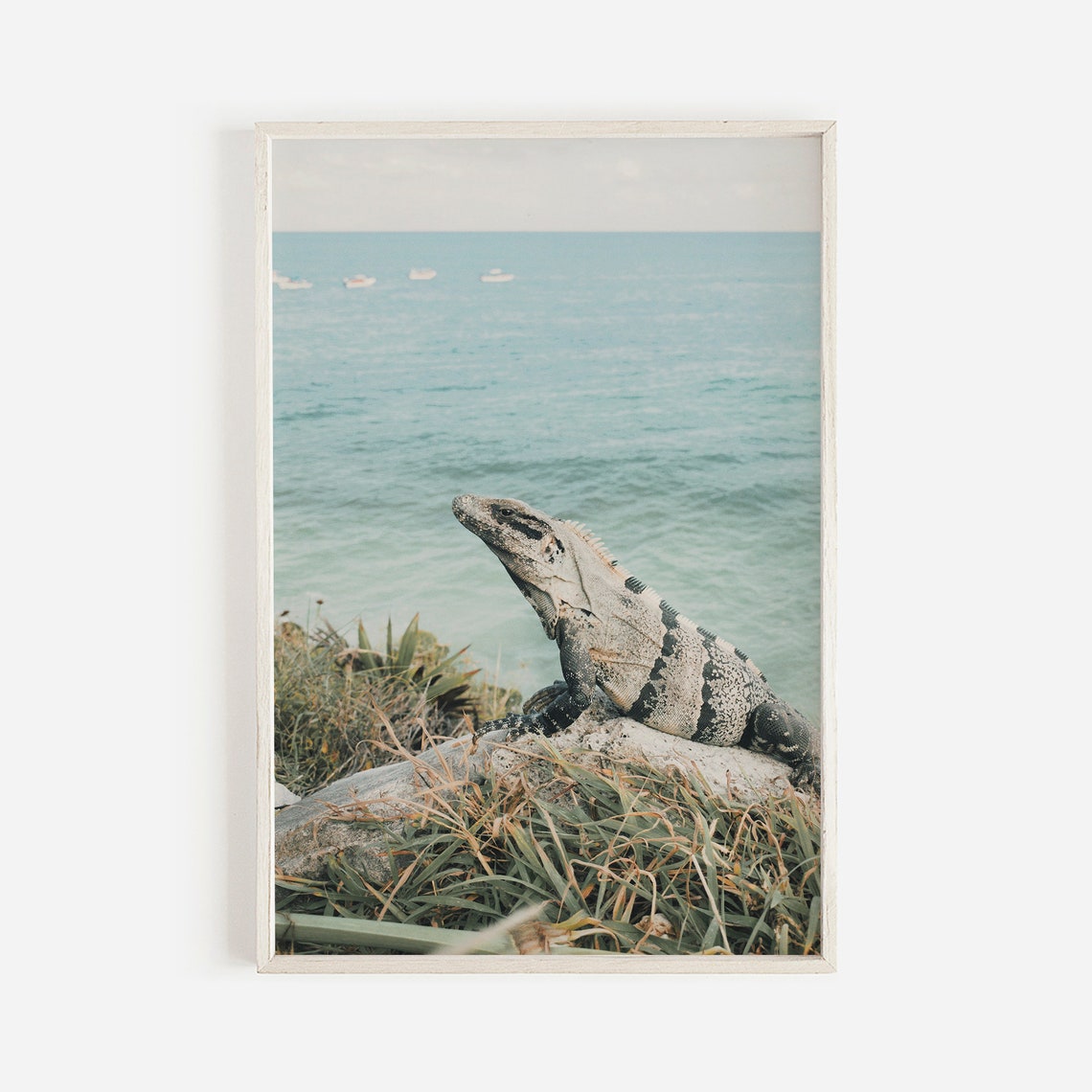 Iguana Overlooking Ocean Rocky Perch Coastal Wildlife Photo Poster
