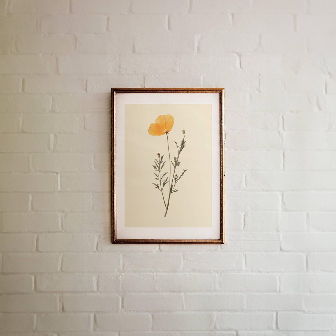 Single Orange Poppy Pressed Flower Botanical Minimal Art Print Poster - Image 3