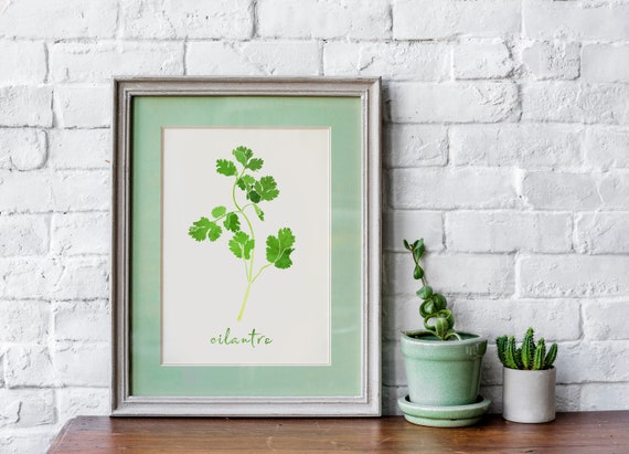 Cilantro Herb Kitchen Decor Watercolor Print Food Wall Art Herbal Home Gift For Her