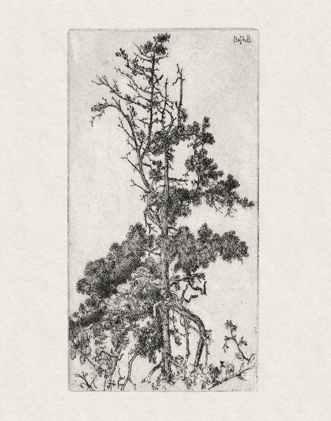 Vintage Antique Tree Sketch Botanical Art Print - Image 2