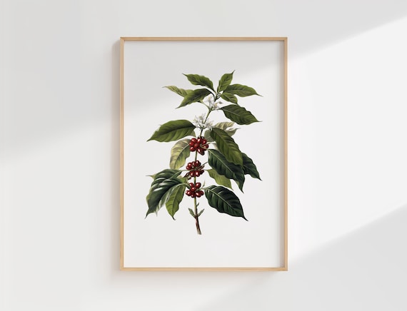Coffea Arabica Coffee Plant Vintage Botanical Illustration Poster
