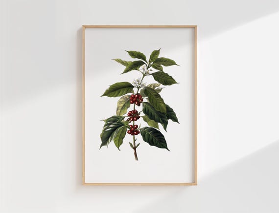 Coffee Plant Botanical Print Vintage Illustration Of Coffea Arabica With Flowers And Red Cherries