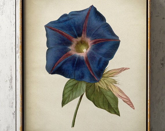 Blue Morning Glory Vintage Botanical Art Print