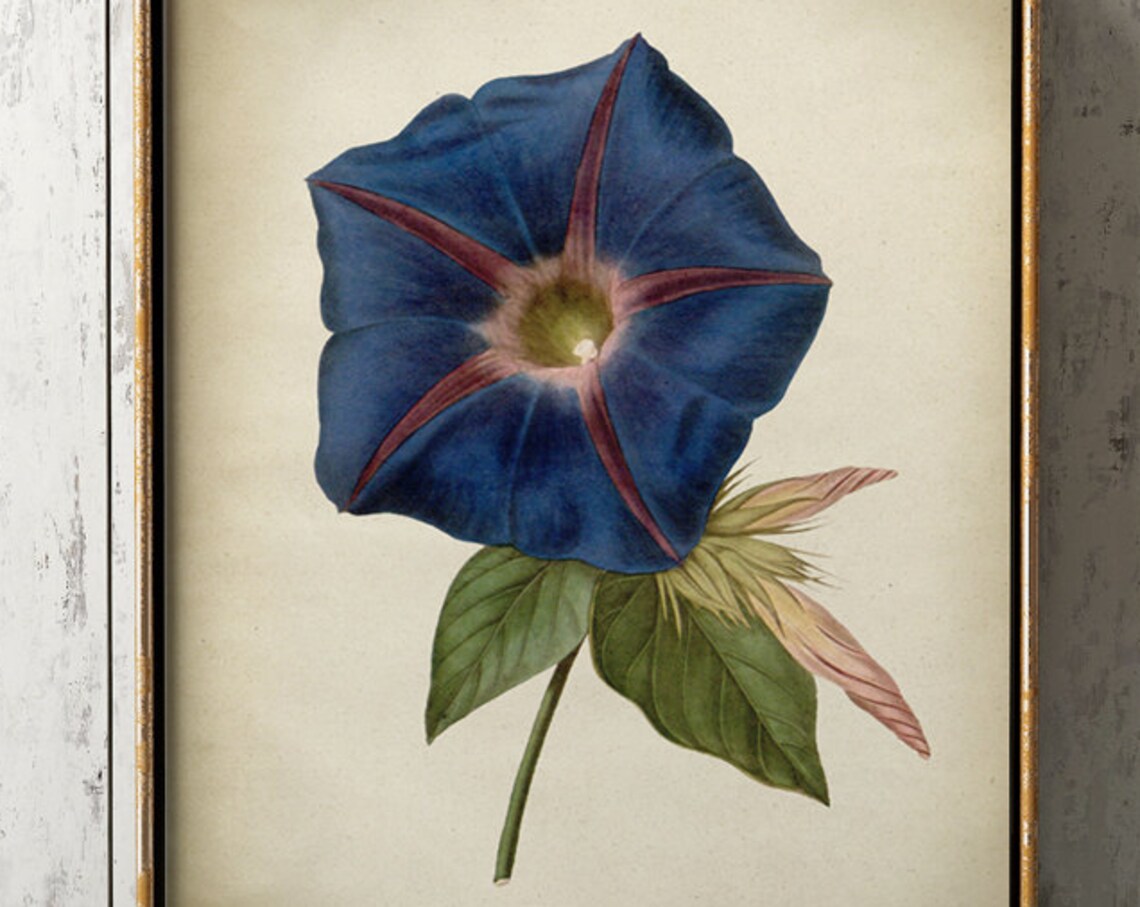 Blue Morning Glory Vintage Botanical Art Print