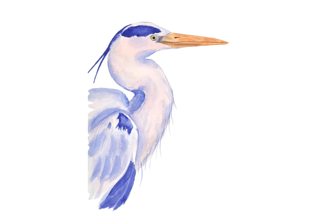 Great Blue Heron Watercolor Portrait Wading Bird Painting Poster