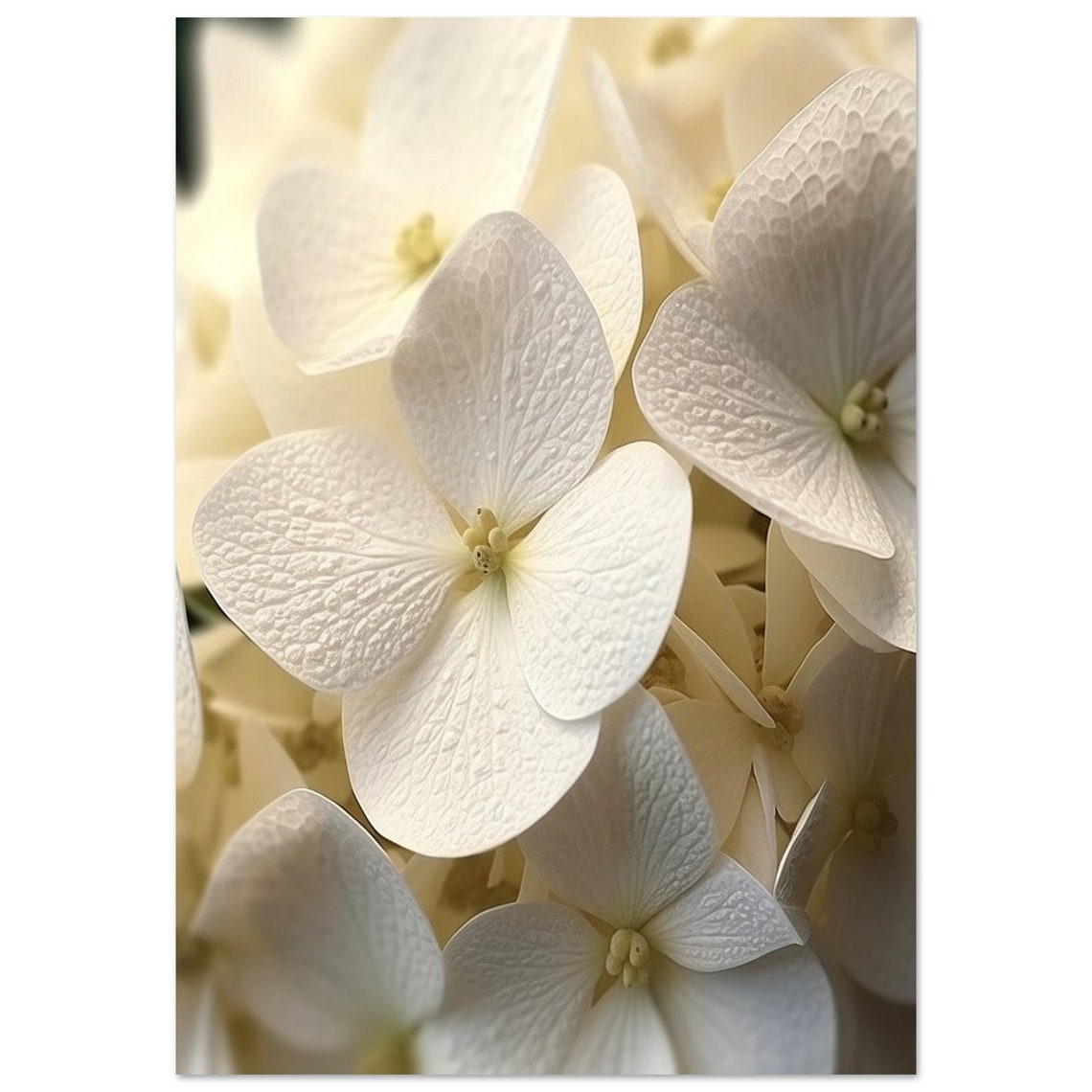 White Hydrangea Blossom Macro Botanical Photography Wall Art - Image 2