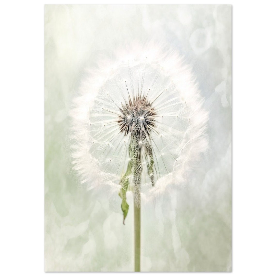 Dandelion Seed Head Soft Macro Dreamy White Botanical Wall Art - Image 2