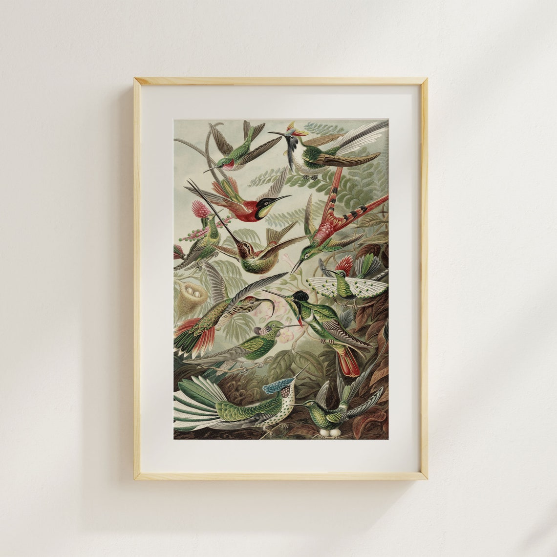 Hummingbird Art Print Bird Scientific Illustration Antique Vintage Painting Wall Art Delicate Hummingbird Painting Living Room Decor - Image 4