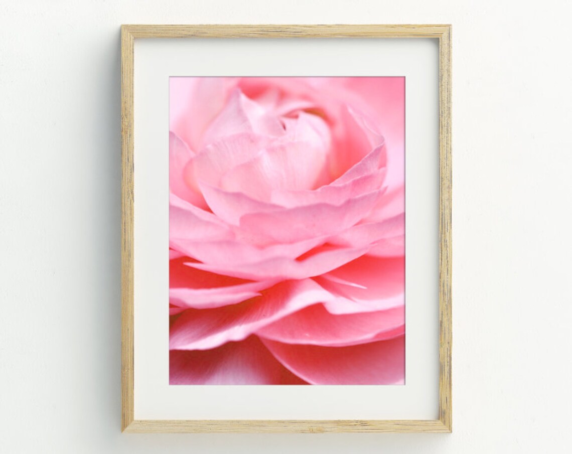 Blush Pink Rose Macro Photography Romantic Floral Close Up Art Poster